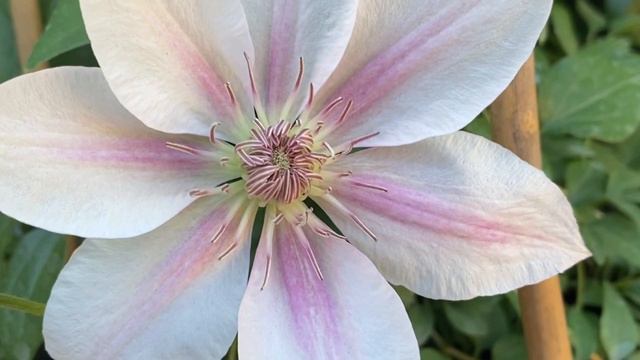 САМО СОВЕРШЕНСТВО!!! СОРТ CORINNE смотреть онлайн