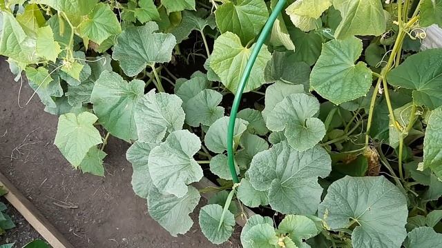 УРОЖАЙ СОБИРАЕМ ВЕДРАМИ))ГОВОРЮ ОТКРОВЕННО О РЕКЛАМЕ