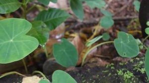 Garden Studio Goa | Give Away! from my Caladium and Taro jungle