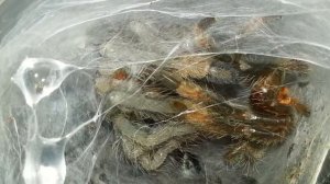 Линька псалмопеус кембридж на л4. Psalmopoeus cambridgei fourth molting. (29.09.2016)