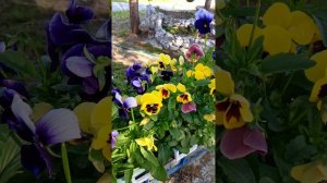 Вальс цветов