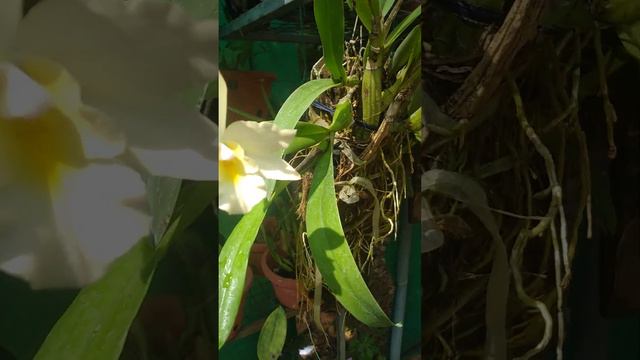 CATTLEYA CREAM YELLOW LIP # FRAGRANCE смотреть онлайн