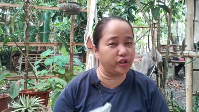 Succulent Must Haves - for Healthier Cactus & Succulents смотреть онлайн