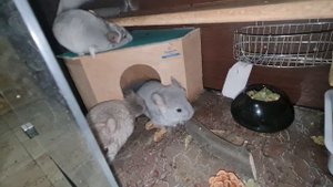 Когда правильно отсаживать Шиншиллят! Вкаком возрасте лучше отсадить и с каким весом))