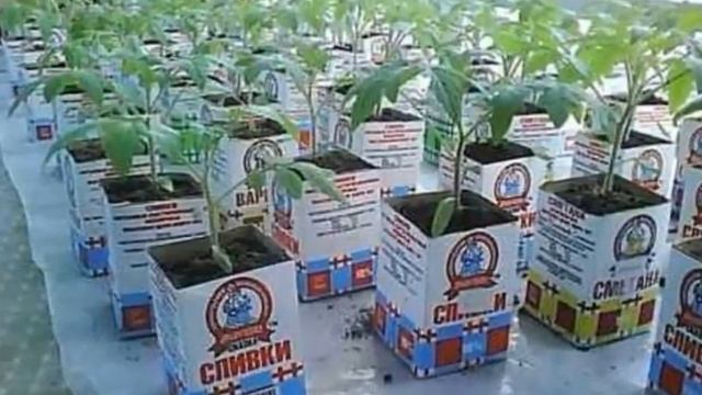 Куда посеять семена на рассаду Примеры для начинающих