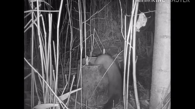 Куница вор|ПОДПИСЫВАЙТЕСЬ| смотреть онлайн