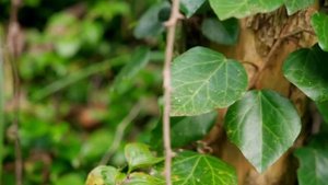 Плющ колхидский и сассапариль в природе