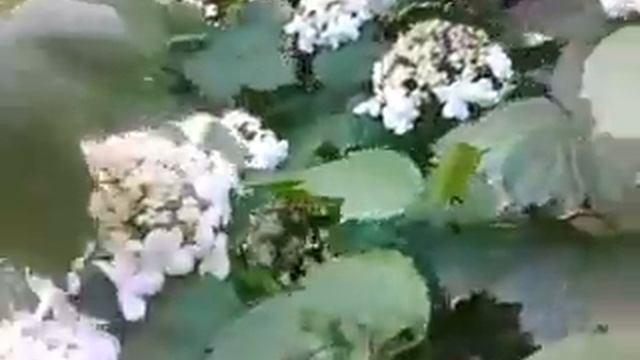 Розовые цветы смотреть онлайн