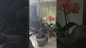 Как заставить орхидею фаленопсис цвести!!