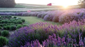 Белые розы (Ласковый май)