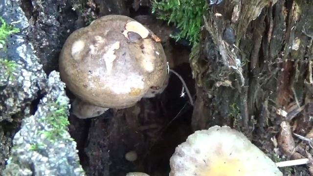 Ложные опята растут в пенечке. Лес. Несъедобные грибы. смотреть онлайн