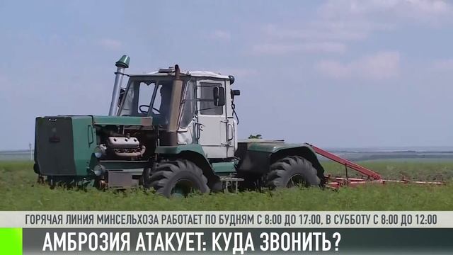 Амброзия атакует. Куда звонить? смотреть онлайн