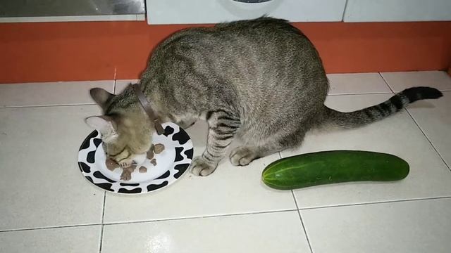 Боятся ли коты огурцов на самом деле? Эксперимент смотреть онлайн