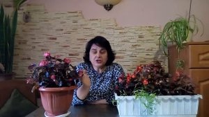 Вечноцветущая,мелкоцветковая бегония из семян.Хороший результат.