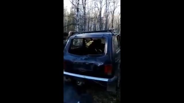 Медведь напал на машину смотреть онлайн