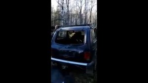 Медведь напал на машину