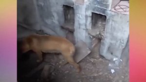 Как собаки защищают  своих  щенят/ защита щенков/