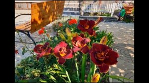 Моя коллекция прекрасных лилейников