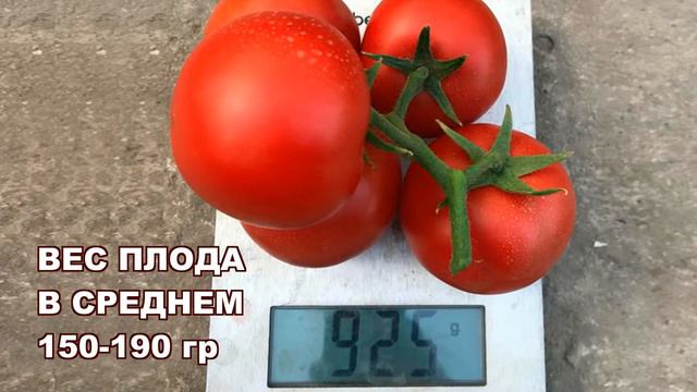 МАСКО F1 - ИСКЛЮЧИТЕЛЬНО КРАСИВЫЙ НАСЫЩЕННО-КРАСНЫЙ ЦВЕТ ПЛОДОВ смотреть онлайн