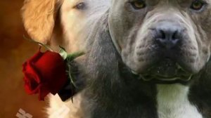 Кто ты по знаку задиака из пород собак?|ЗНАК ЗАДИАКА ТВ