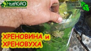 ПРИРОДНОЕ СРЕДСТВО ОТ ФИТОФТОРЫ! Не дайте перезаразить посадки в теплице и на улице. Бесплатно.