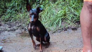 Цвергпинчер.Прыжки.