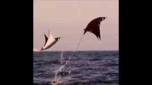 Скат - рыба, которая любит летать