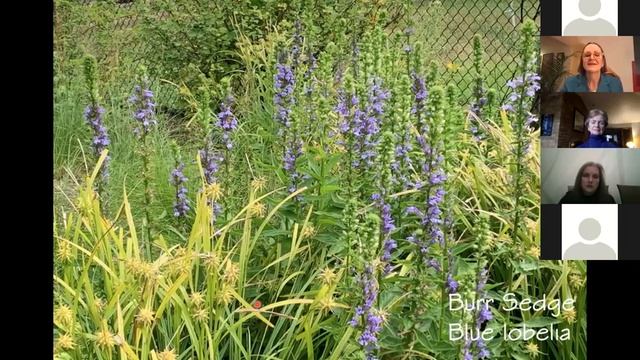 Creation of a Native Garden: Beauty, Habitat and Problem Solving Through Design смотреть онлайн