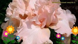 Ирис германский Беверли Силлз. Краткий обзор, описание характеристик iris germanica Beverly Sills