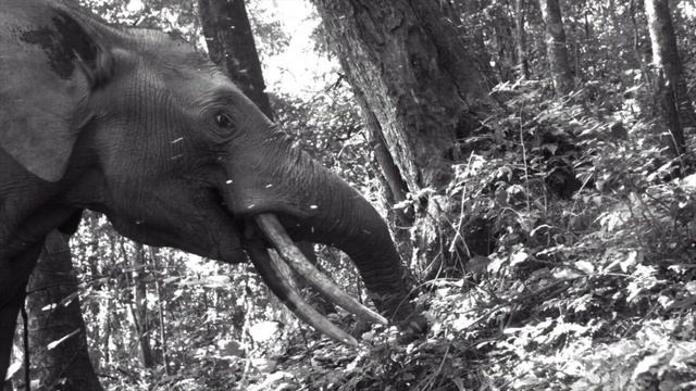 Bwindi Impenetrable is a home for half the population of the World's Mountain Gorillas|Nature|Ugand смотреть онлайн