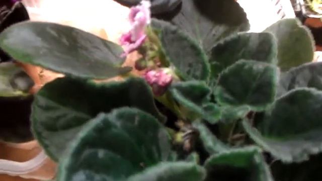 Фиалки.Цветут ,цветут и цветут. смотреть онлайн