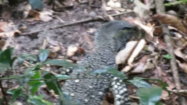 Lace Monitor (Goanna) at Cape Tribulation Beach North Queensland смотреть онлайн
