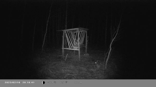 Зайцы на кормушке. смотреть онлайн