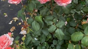 Коралловое кружево. Роза Лоран Каброль. Питомник растений Е. Иващенко