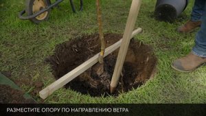 Как посадить дерево