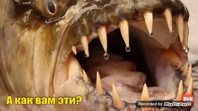 Морские монстры/живущие по сей день:кракен;акула гоблин и т.д. смотреть онлайн