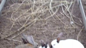 Содержание кроликов зимой в теплице без клеток, т.е.своего рода вольерное содержание.