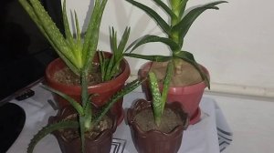 Алое вера алое столетник как ухаживать за комнатными растениями