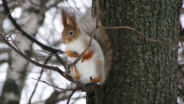 Красивые белочки смотреть онлайн