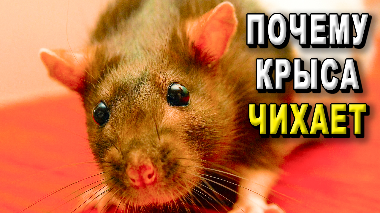 Почему крыса чихает?