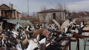 Арик голуби серпасто выворотные