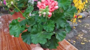 Пеларгония Ред Пандора.Тюльпаны осенью.