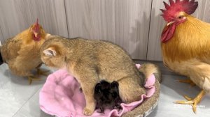 I am shocked! Experienced kitten teaches rooster and hen to take care of chicks! cute and funny?