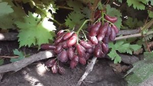 НОВАЯ ИЗЮМИНКА - новая гибридная форма винограда Голуба Анатолия Алексеевича