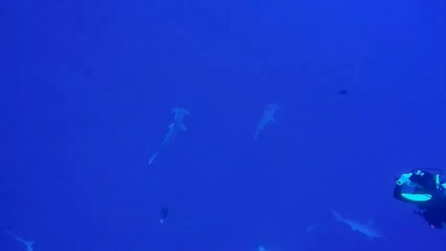 Акулы-молоты и дельфины смотреть онлайн