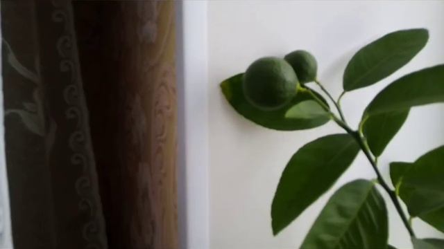 # Цитрусовые на подоконнике.mp4 смотреть онлайн