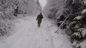 Загонная охота, зима 2018 - идем на номера в снегопад