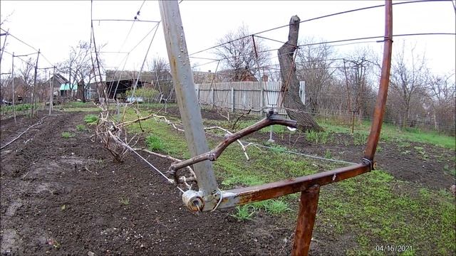 Пробуждение винограда весной 2021 года смотреть онлайн