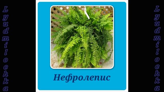 Растения, которым необходим обильный полив