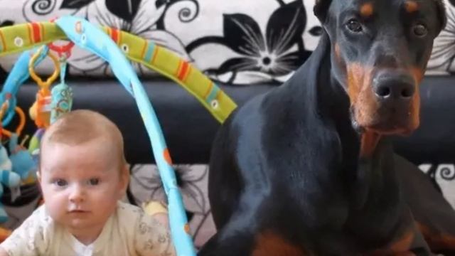 Бабушка вышла за хлебом и оставила внука одного с доберманом. #историиизжизни смотреть онлайн